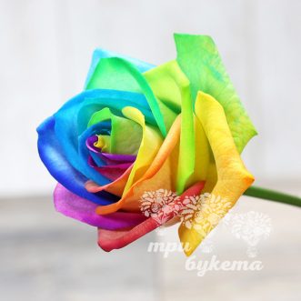 Радужная роза